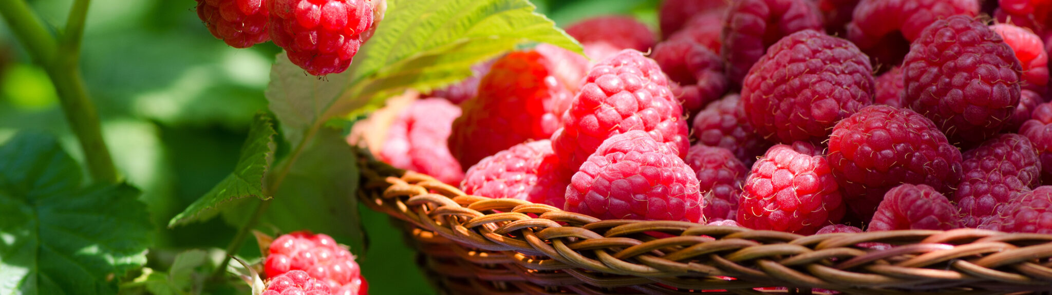 Basic Crop - Berry